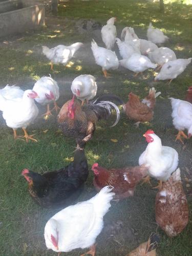 a group of chickens standing in the grass at Tourist Farm Pri Martinovih in Krška Vas