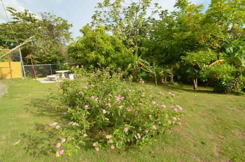 a bush with pink flowers in a yard at Cozy Locale Pearl in Port Antonio