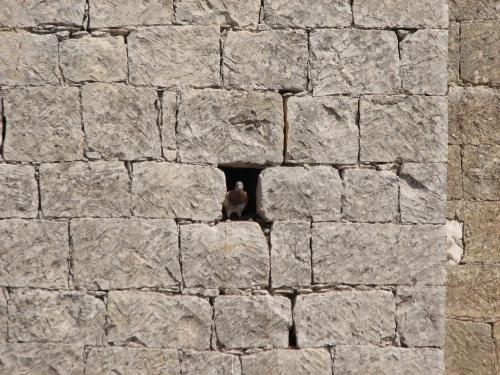 a bird sitting on the side of a stone wall at Lasa Heights Hotel in Lasa