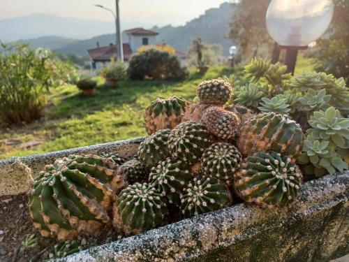 a bunch of cacti in a planter at Il Fontolo in Ponzano Superiore