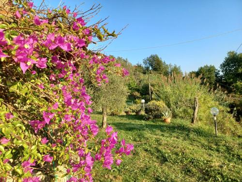 a garden with pink flowers in the grass at Il Fontolo in Ponzano Superiore