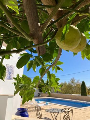 a table and chairs under a tree with a fruit at Vila Lana - Heated pool - Sea view - Two independent floors in Faro
