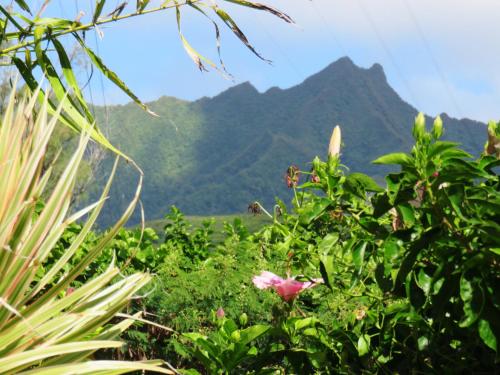 a field of plants with a mountain in the background at Herons Reef Holiday Apartments in Rarotonga