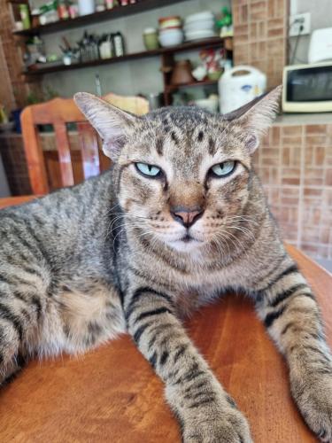 a cat laying on a table with its paws on a table at Hello Sichang Bungalow in Ko Si Chang