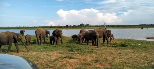 una manada de elefantes parados junto a un cuerpo de agua en Share Safari Family Bungalow en Udawalawe