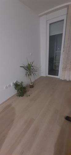 a room with a potted plant on a wooden floor at Dunav in Smederevo