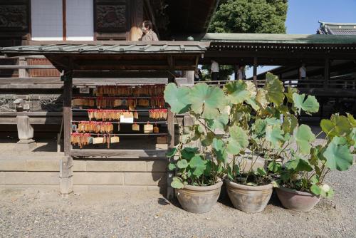 a group of potted plants in front of a store at Lodging Tokyo Shibamata in Tokyo