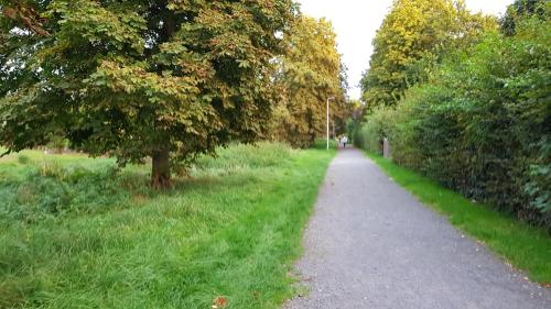 a path in a park with a tree and grass at FeWo Steingasse in Schwalmstadt