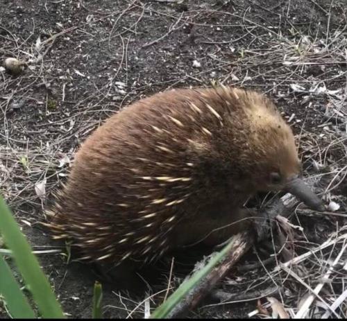 a hedgehog walking on the ground in the dirt at Killora Coastal Shack in Killora