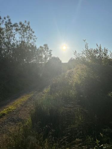a foggy field with trees and the sun in the background at Kate's Cottage in Tobar Pheadair