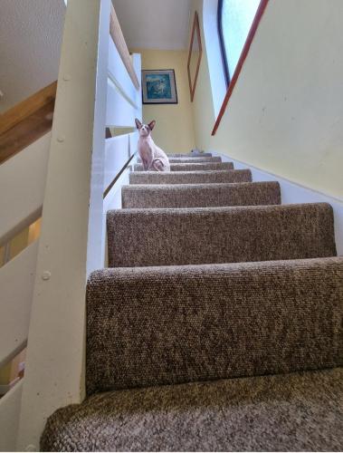 a cat sitting on the stairs in a house at Guest house in Longham