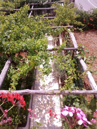 a group of plants in a garden at Apartments Drpic in Gabonjin