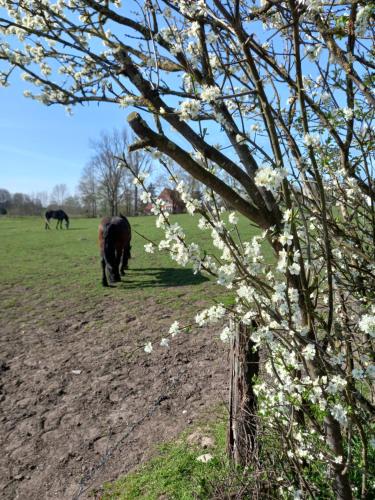 two horses grazing in a field with white flowers at Dorfblick vom Muckesberg in Lübeck