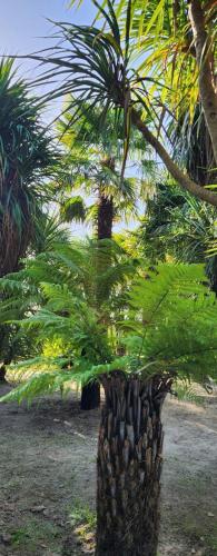 a palm tree with a pile of rocks on it at Domaine du D-DAY in Saint-Côme-du-Mont