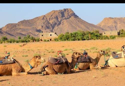 a group of camels laying on the ground in the desert at Bivouac ZAGORA in Zagora