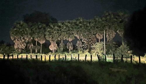 un gruppo di alberi in un campo di notte di Angkor Bird Nest Resort 