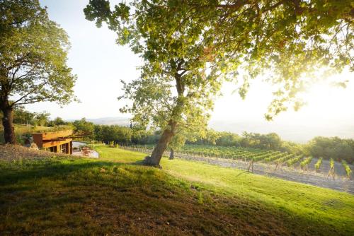 Zahrada ubytování Wine Loft