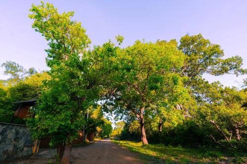 a dirt road with trees on both sides of it at Safari Lodge Yala in Kataragama