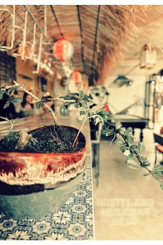a plant in a pot sitting on a table at Hostel and Music Bar Bros in Pai