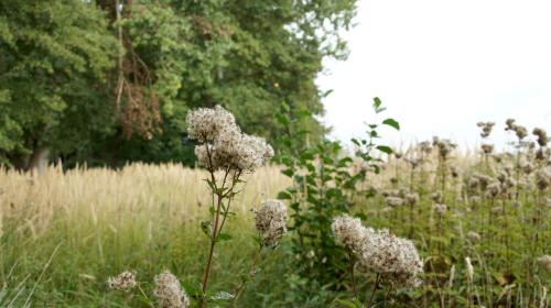a field of tall grass with a bunch of white flowers at Marina Maisonette Seeblick mit Pool und Sauna in Bad Saarow