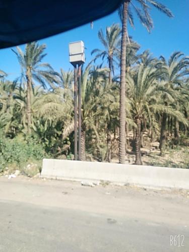 uma luz de rua ao lado de uma estrada com palmeiras em منتجع بحيره اليمام em Ṭalkha