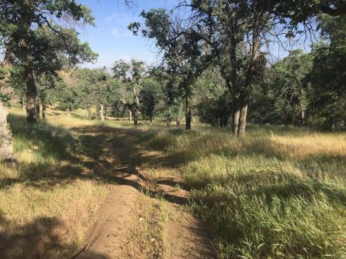 a dirt path in a field with trees and grass at Shirley Creek Retreat: a Mountain Oasis in Wofford Heights