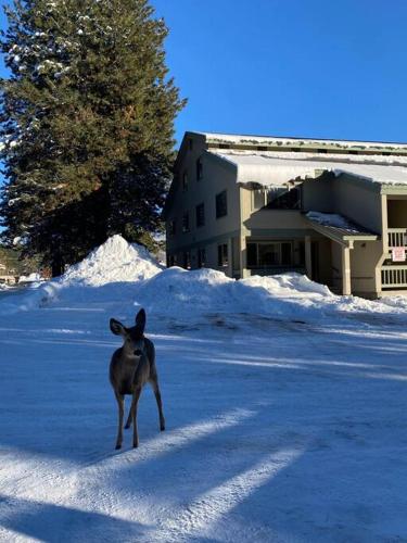 Το McCall Mountain Getaway - Pet Friendly τον χειμώνα