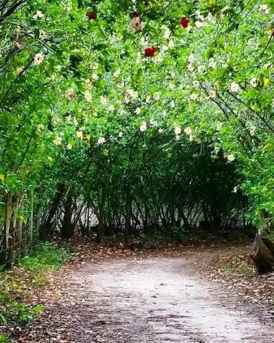 a dirt road lined with trees and flowers at Flat de Irinha Moreré in Cayru