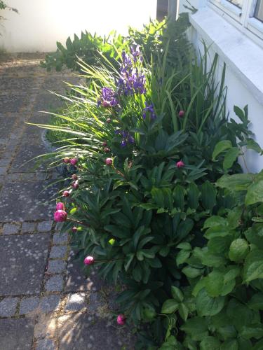 a garden with purple flowers and green plants at Helts B&B - Helts Guesthouse in Herning