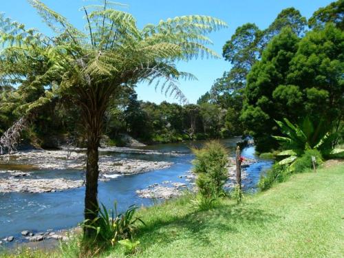 a river with a palm tree in the foreground at Bay of Islands Holiday Park in Paihia
