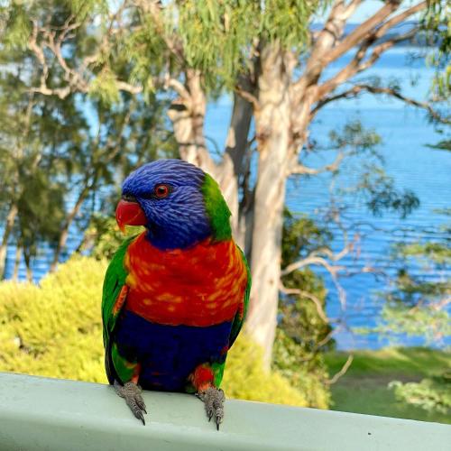 a colorful bird sitting on top of a rail at Niaroo Lakeside in Summerland Point