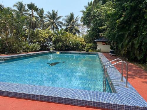 a swimming pool with a dolphin in the water at Kappad Beach Resort in Kappad