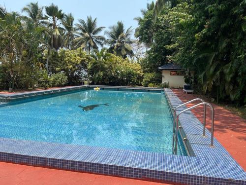 una piscina con un delfín en el agua en Kappad Beach Resort, en Kappad