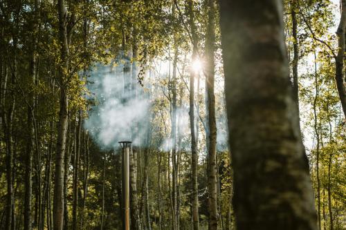 a forest of trees with the sun shining through the trees at Czas na Las in Żarnowska