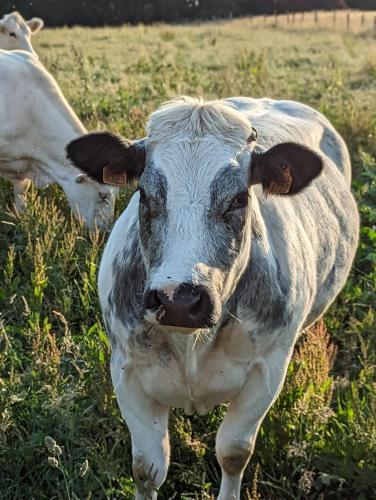 Animales en la casa o chalet o alrededores