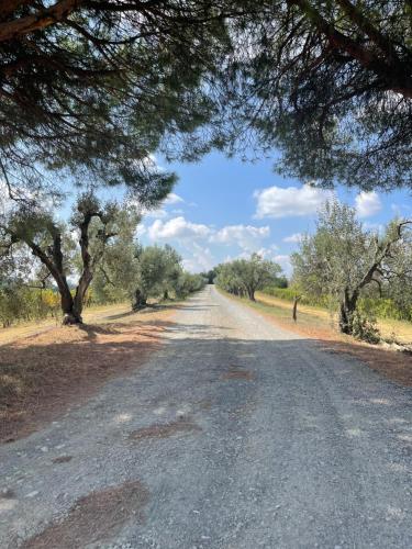 uma estrada de terra com árvores em ambos os lados em Castellare Di Tonda Tuscany Country Resort & Spa em Montaione