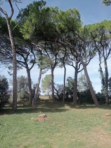 un groupe d'arbres dans un champ avec de l'herbe dans l'établissement Bel appartement au calme, à Saint-Paul-Trois-Châteaux