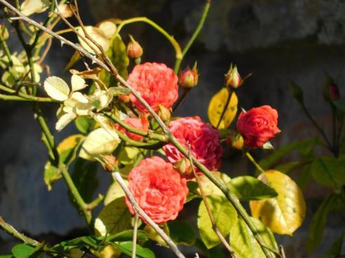 a group of red flowers on a plant at Penzión Záruby in Smolenice