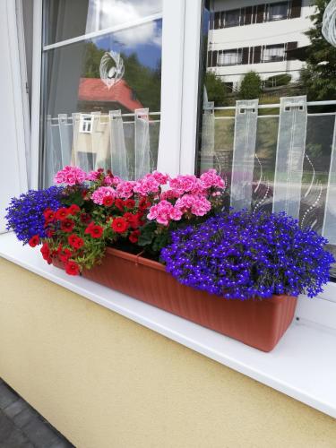 a window box filled with flowers on a window sill at Pension Vila Hana in Loket