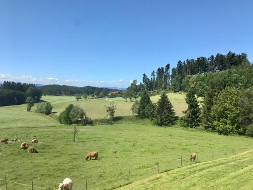 a group of cows grazing in a green field at Ferienwohnung Schottenhof Walser 2 - Alleinlage im Grünen mit Panoramablick in Achberg
