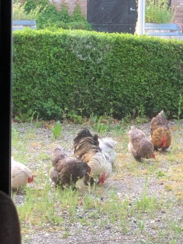a group of chickens standing in the grass at Slapen bij de Brug in Zuidveld