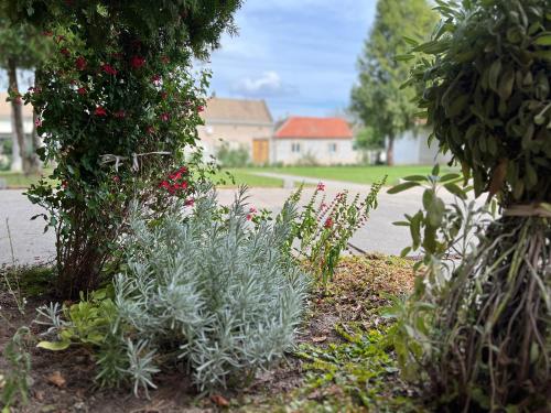 Zahrada ubytování Bezdan Guesthouse