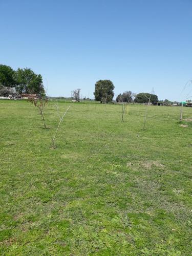 a group of trees in a field of grass at El retiro, casa de campo in San Antonio de Areco