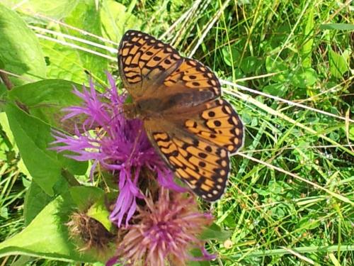 a butterfly sitting on top of a purple flower at Apart Alpenpension Maderer in Gaschurn