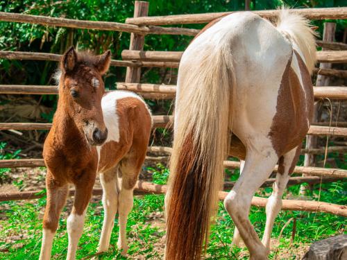 Fotografie z fotogalerie ubytování EKOPARQUE LUNAFOREST v destinaci Arroyo de Piedra