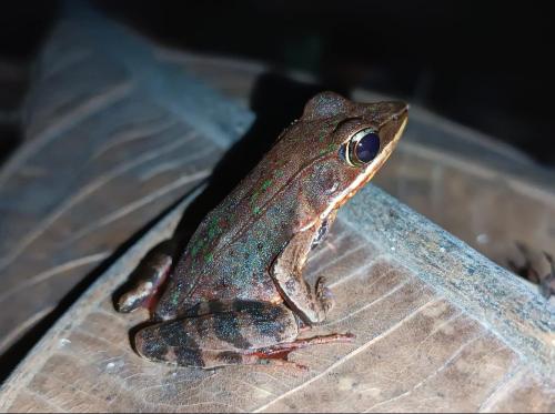 a frog sitting on top of a leaf at Cabaña blue jeans in San Ramón