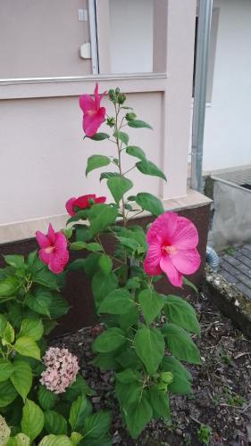 three pink flowers on a plant next to a building at Almafás Jakuzzis Vendégház Őrség in Kerkakutas