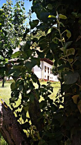 a tree in front of a house with a building behind it at Hotel Rural Palacio de Galceran in Sotiello