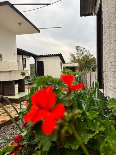 a group of red flowers in a garden at Morada Ignese in Siderópolis