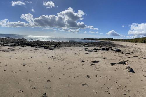 un perro sentado en una playa de arena cerca del océano en The Fairways Hideaway - Northumberland en Newbiggin-by-the-Sea